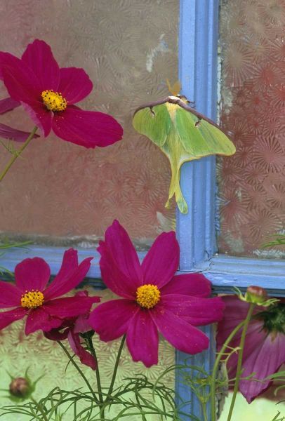 Luna Moth on Old Window with Cosmos